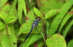 Brachydiplax sobrina