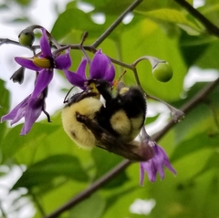 Bombus