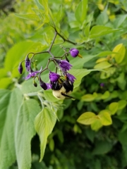 Bombus