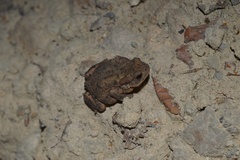 Bufo bufo