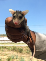 Didelphis virginiana