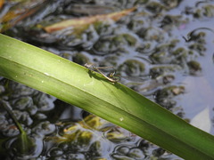 Paracercion calamorum