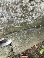 Parthenocissus tricuspidata