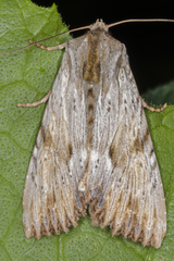 Apamea lithoxylaea