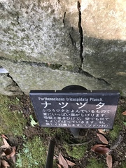 Parthenocissus tricuspidata