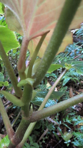 Begonia obliqua