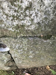 Parthenocissus tricuspidata