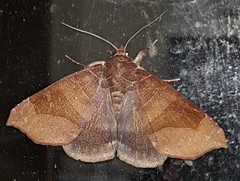Bastilla hamatilis