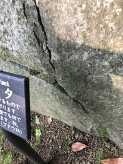 Parthenocissus tricuspidata