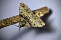 Gastrinodes argoplaca