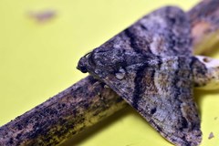 Gastrinodes argoplaca