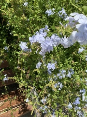 Plumbago auriculata