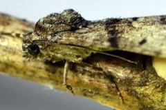 Gastrinodes argoplaca