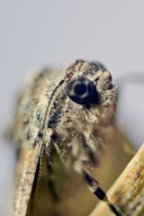 Gastrinodes argoplaca