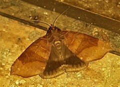 Bastilla hamatilis