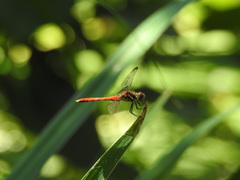 Sympetrum baccha