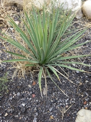 Yucca utahensis