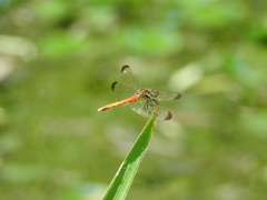 Sympetrum baccha