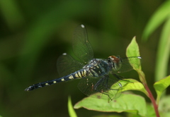 Brachydiplax sobrina