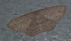 Cyclophora turneri