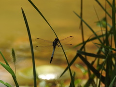 Orthetrum albistylum speciosum