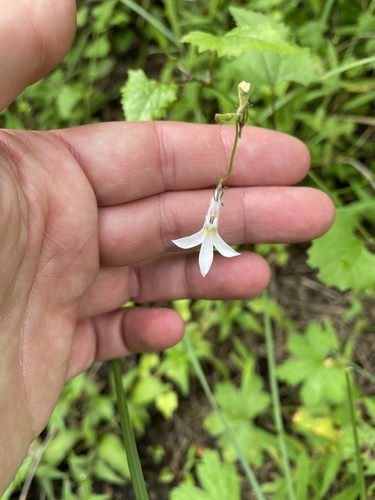 Yellowspot White Lobelia (Lobelia vanreenensis)
