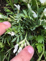 Oxytropis caespitosa