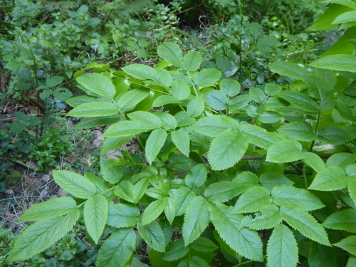 Sambucus lanceolata (Sambucus lanceolata)