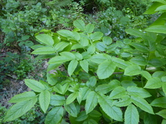 (c) fmunoz, some rights reserved (CC BY) Sambucus lanceolata, photograph (c) fmunoz, some rights reserved (CC BY)