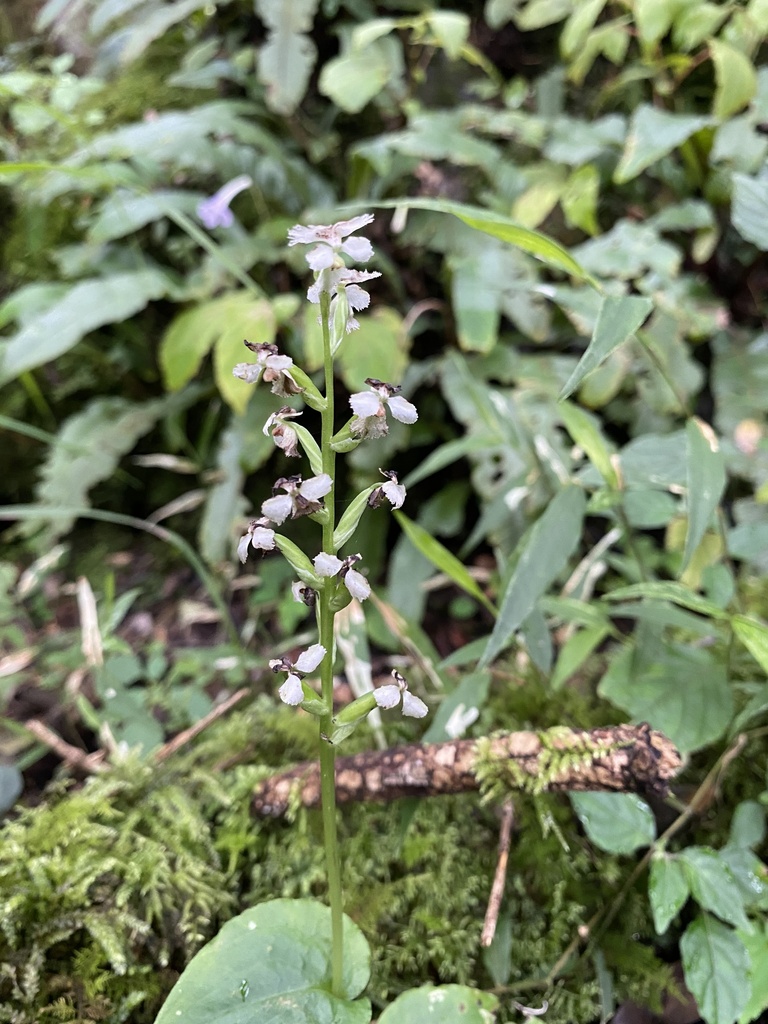 Huttonaea fimbriata
