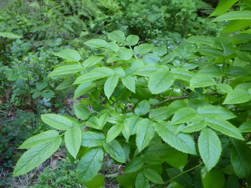 Sambucus lanceolata, photograph 6