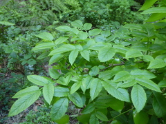 Sambucus lanceolata, photograph (c) fmunoz, some rights reserved (CC BY)