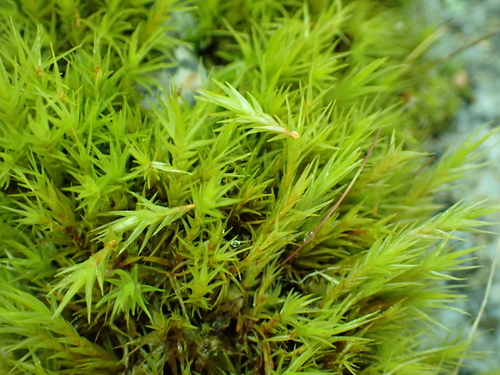 Image of Howell's Dicranum Moss (Dicranum howellii) by no rights reserved