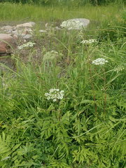 Cicuta maculata maculata