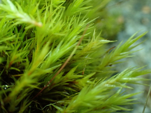 Image of Dicranum howellii by no rights reserved