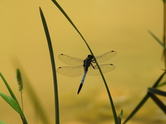 Orthetrum albistylum speciosum