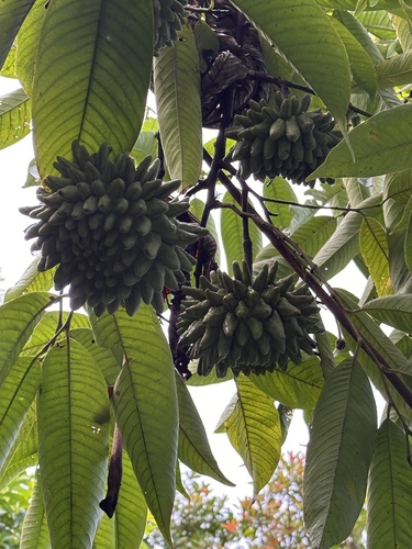 Annona mucosa