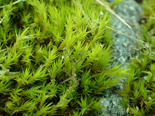 Image of Dicranum howellii by no rights reserved