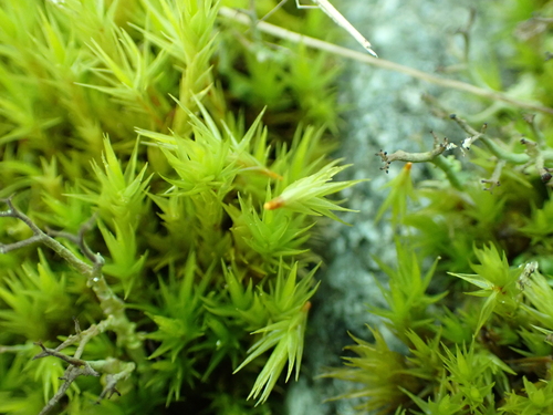 Image of Howell's Dicranum Moss (Dicranum howellii) by no rights reserved
