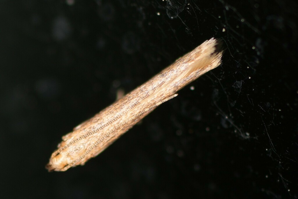 Stereomita andropogonis