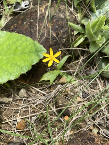 Hypoxis parvula, photograph 1