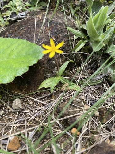 Hypoxis parvula, photograph 2