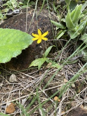 Hypoxis parvula, photograph (c) Sunčana Bradley, some rights reserved (CC BY)