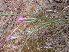 Stephanomeria tenuifolia