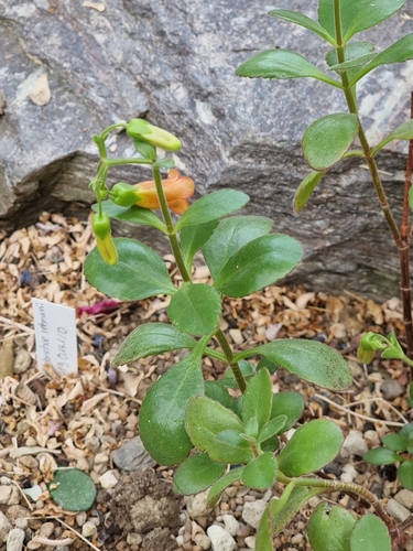 Kalanchoe rebmannii Desc.