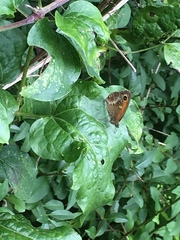 Pyronia tithonus