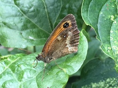 Pyronia tithonus