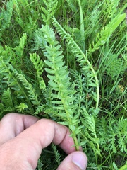Oxytropis pseudoglandulosa