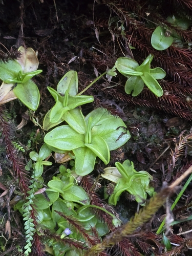 Pinguicula calyptrata