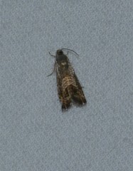 Grapholita tristrigana